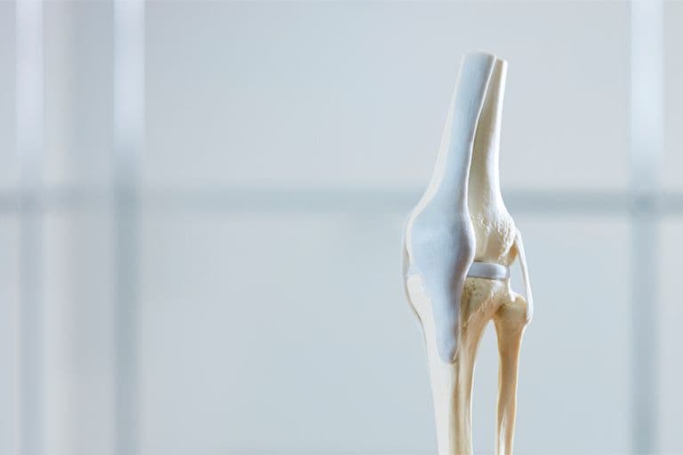 Anatomisches Modell eines Kniegelenks